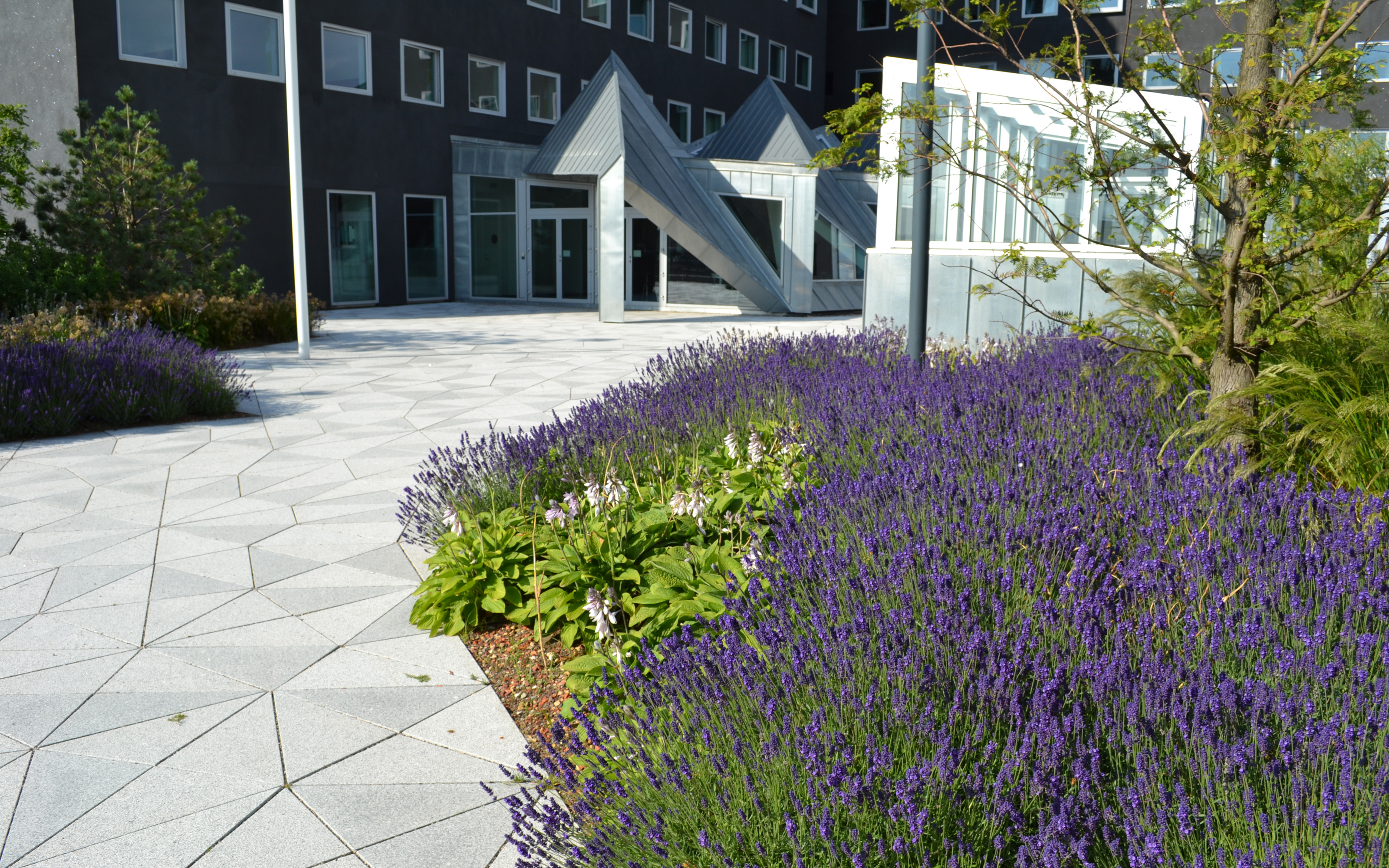 Lavender provides colourful accents within the grasses and shrubs.